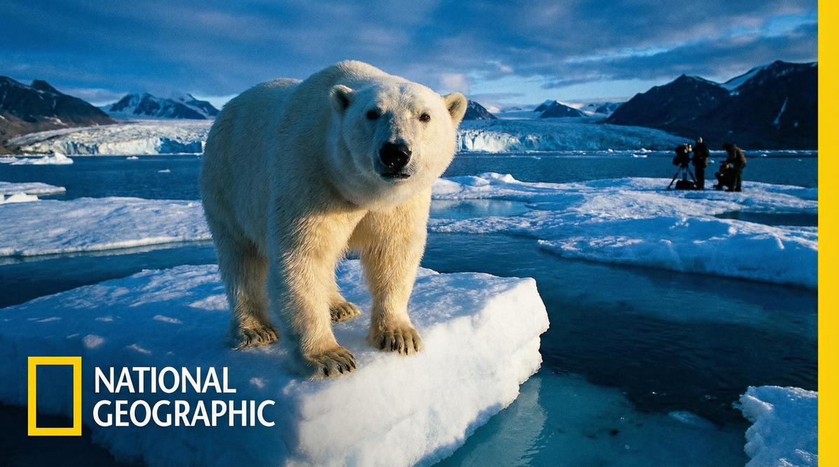 茄子视频北极熊视频